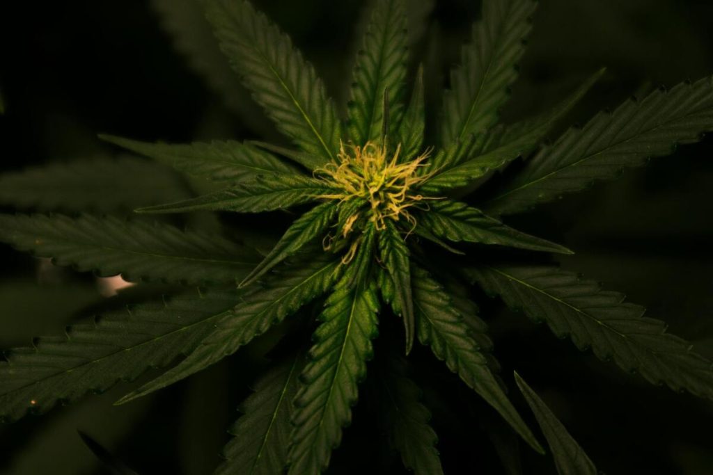 Tax on cannabis in Illinois: 10%, 20%, or 25% excise, plus sales tax