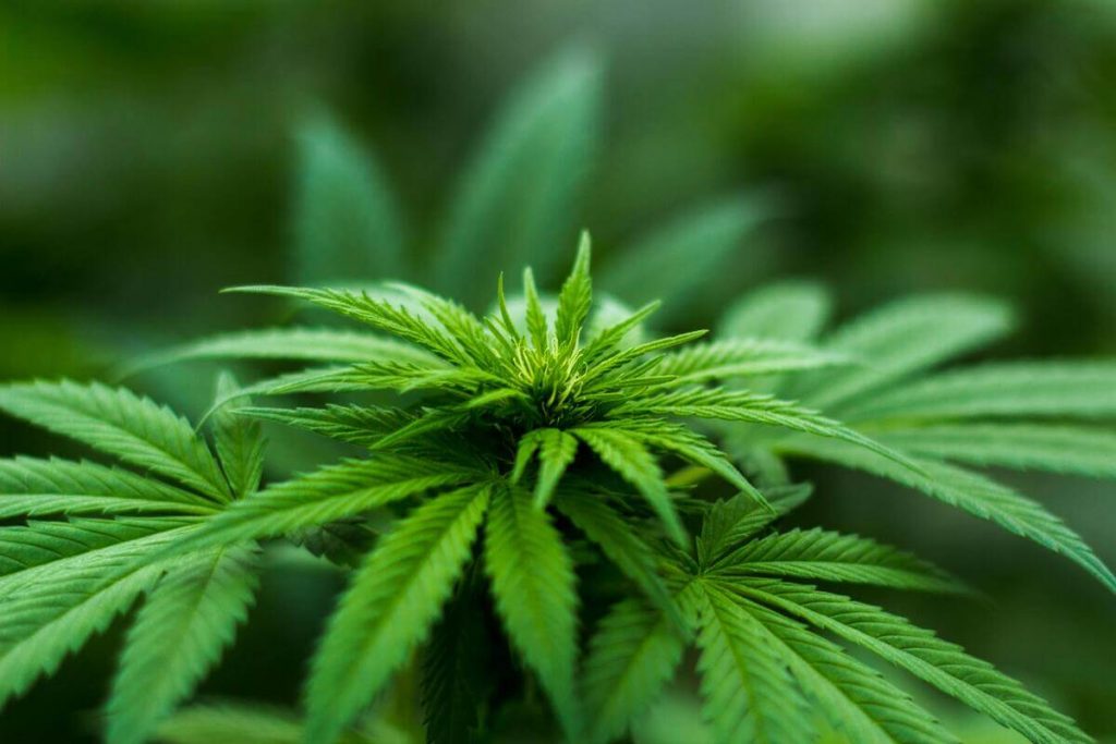 Cannabis sales tax calculator for four states