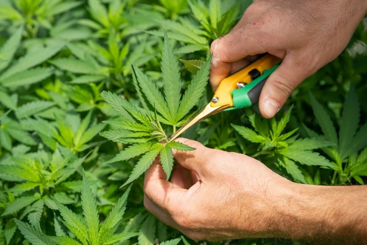 Green plants representing NJ Cannabis Tax