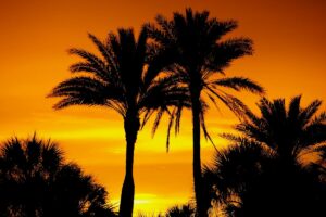 Florida cannabis sales tax represented by silhouetted palm trees against a bright orange sunset sky in Florida.