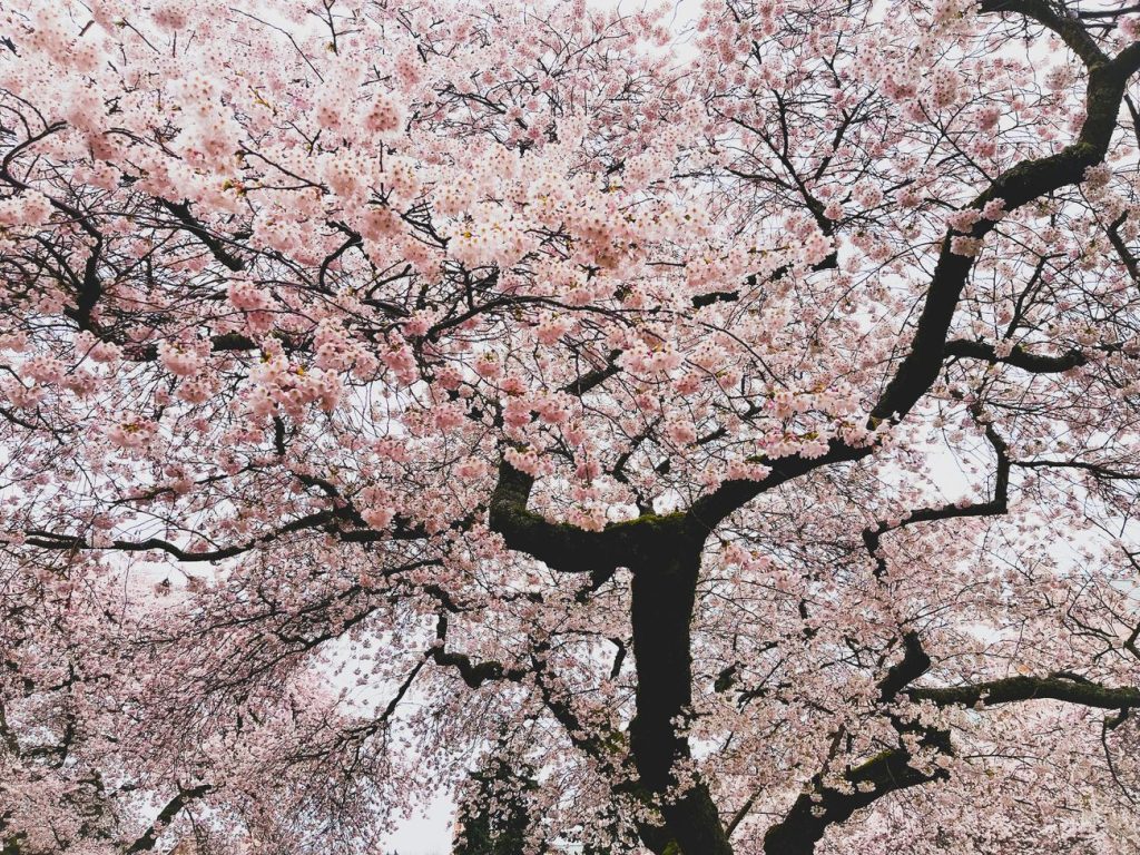Cherry blossom in full bloom in Seattle