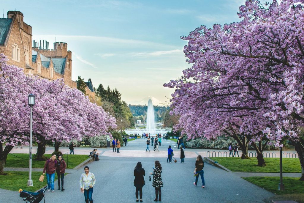 Cherry blossoms in the Quad at the University of Washington, Seattle